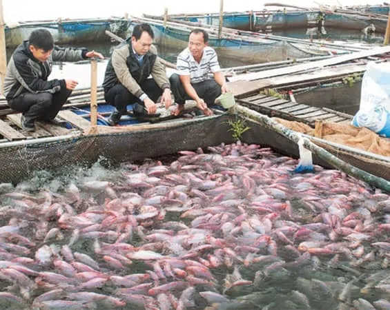Chăn nuôi cá