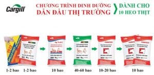 chương trình dinh dưỡng cho heo
