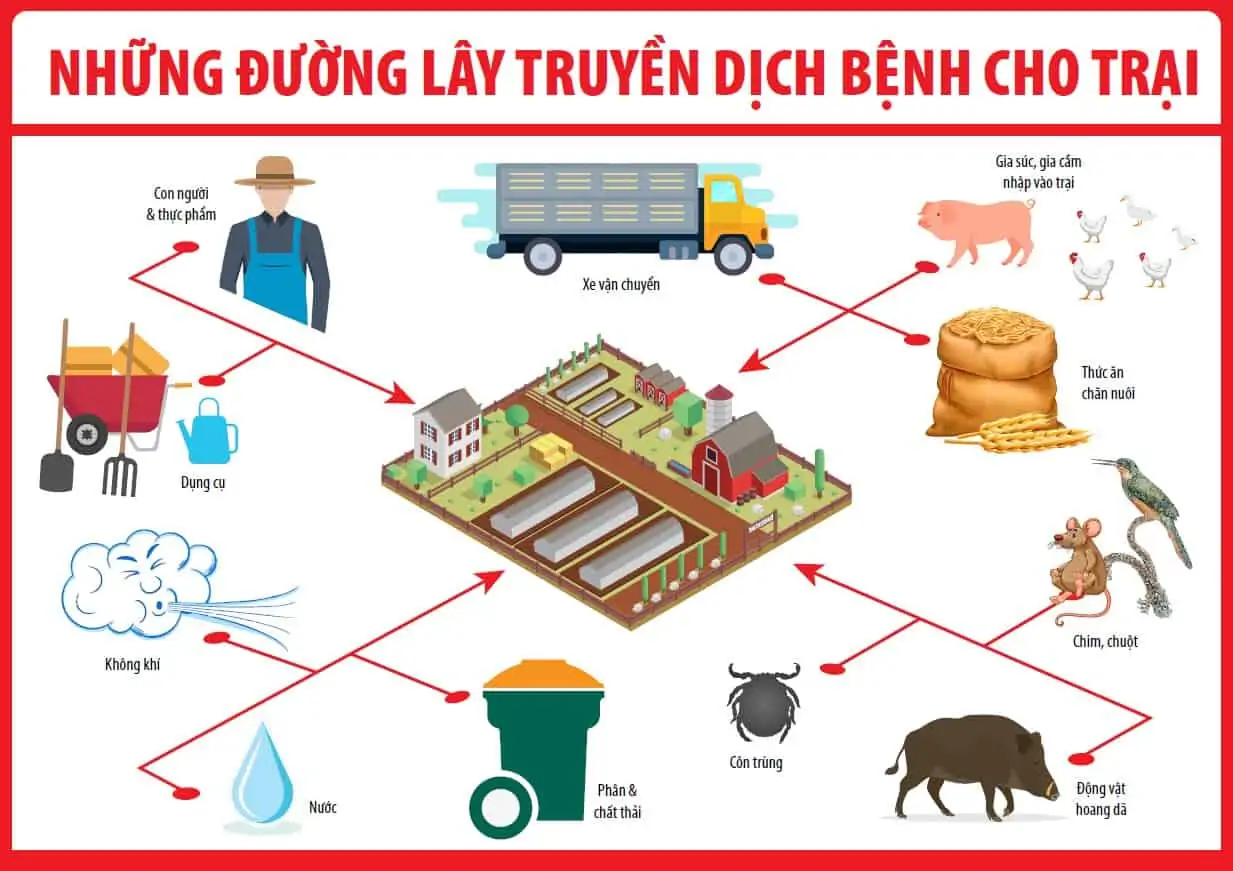 Bệnh dịch tả lợn châu phi