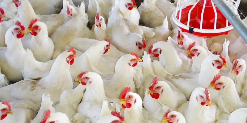 Các yếu tố ảnh hưởng đến FCR trên gà thịt