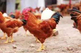 chia sẻ kinh nghiệm chăn nuôi gà trang trại