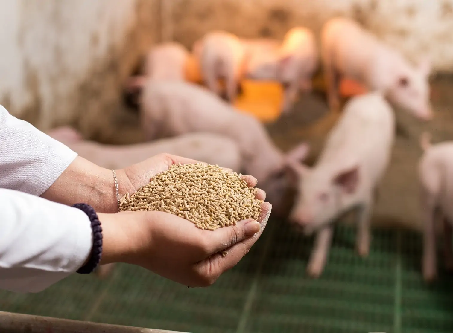 Công nghệ dinh dưỡng vượt trội cho heo con giúp nhà chăn nuôi tự tin tái  đàn - Cargill